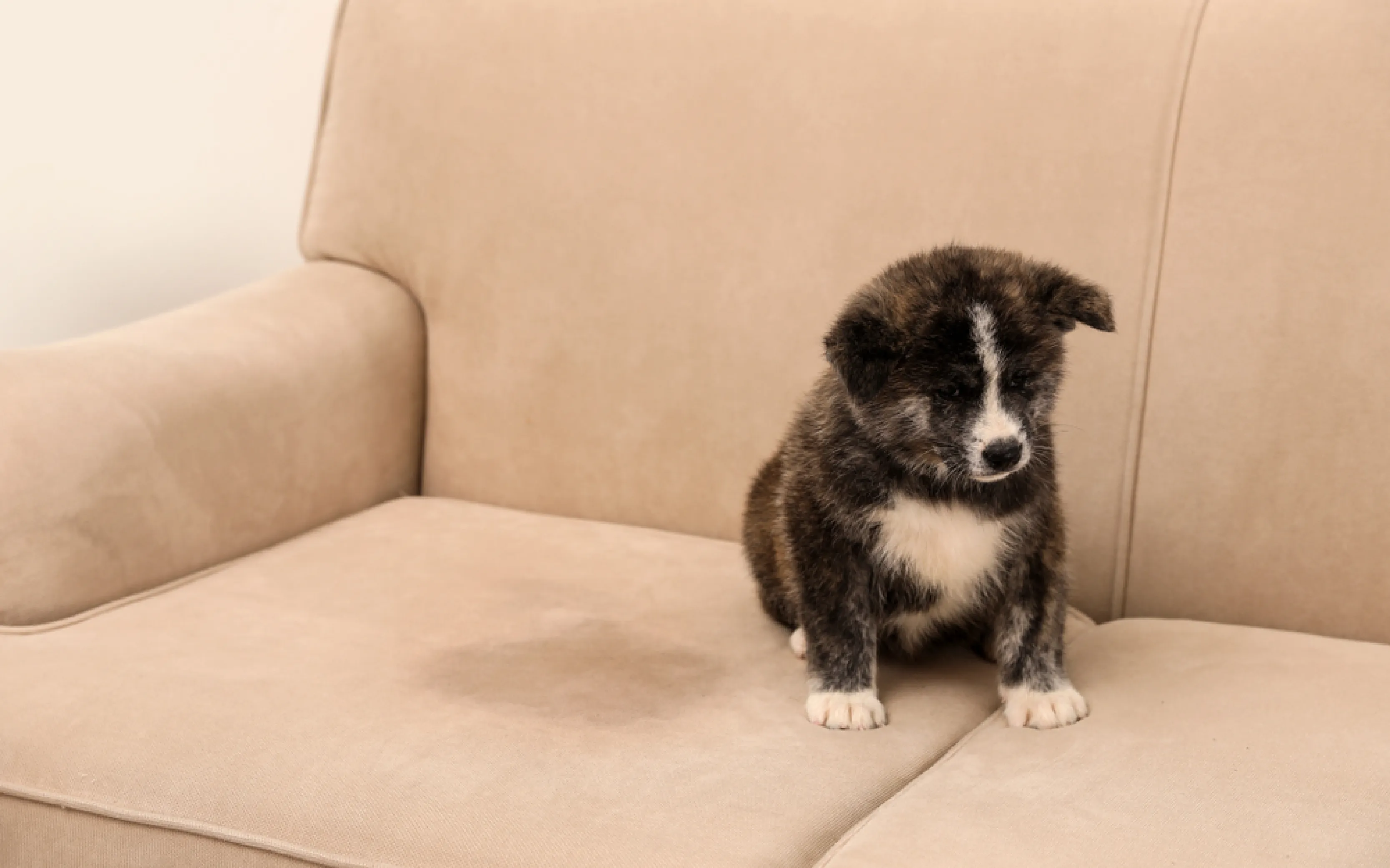 carpet cleaning in manhattan, carpet cleaning manhattan, carpet cleaners in manhattan, carpet cleaners in manhattan, commercial carpet cleaning, commercial carpet cleaning in manhattan, manhattan rug cleaners, rug cleaning services in manhattan, same day carpet cleaning, same day rug cleaning in manhattan